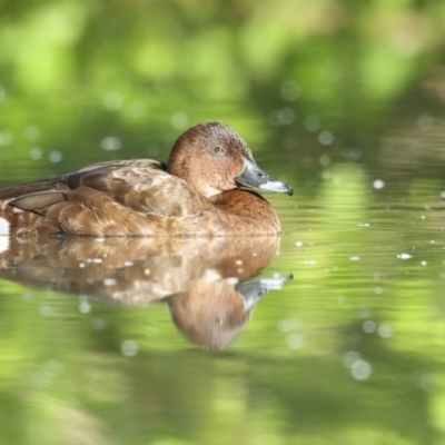 Aythya australis (Hardhead) at Bega, NSW - 13 Oct 2019 by Leo