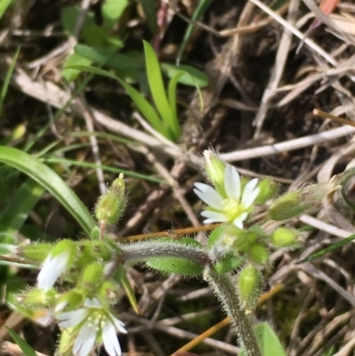 Cerastium glomeratum (Sticky Mouse-ear Chickweed) at Molonglo Gorge - 13 Oct 2019 by JaneR