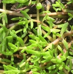 Crassula helmsii (Swamp Stonecrop) at Kowen, ACT - 13 Oct 2019 by JaneR