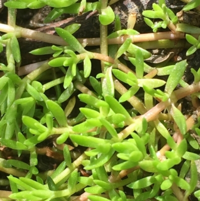 Crassula helmsii (Swamp Stonecrop) at Molonglo Gorge - 13 Oct 2019 by JaneR