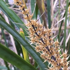 Lomandra longifolia (Spiny-headed Mat-rush, Honey Reed) at Kowen, ACT - 13 Oct 2019 by JaneR