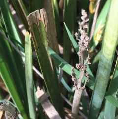 Lomandra longifolia at Kowen, ACT - 13 Oct 2019 03:58 PM