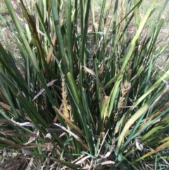 Lomandra longifolia at Kowen, ACT - 13 Oct 2019 03:58 PM