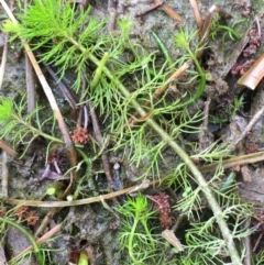 Myriophyllum sp. (Water-milfoil) at Molonglo Gorge - 13 Oct 2019 by JaneR