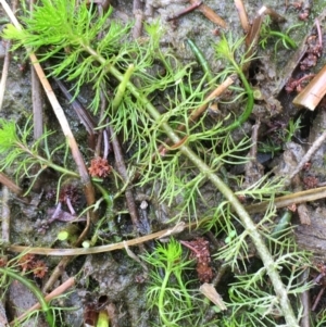 Myriophyllum sp. at Kowen, ACT - 13 Oct 2019