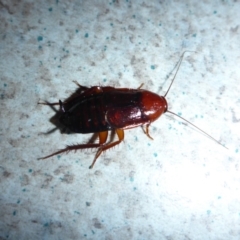 Paratemnopteryx couloniana (A native cockroach) at Aranda, ACT - 16 Dec 2015 by JanetRussell