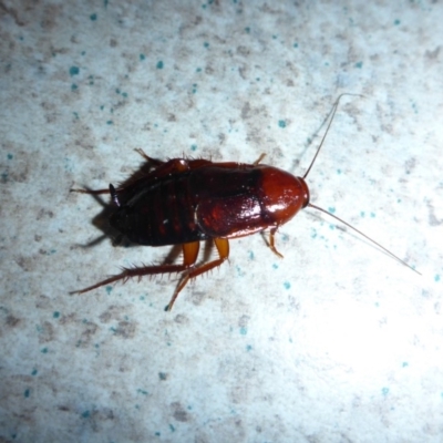 Paratemnopteryx couloniana (A native cockroach) at Aranda, ACT - 17 Dec 2015 by JanetRussell