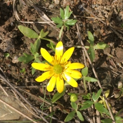 Ranunculus papulentus (Large River Buttercup) at Molonglo Gorge - 13 Oct 2019 by JaneR
