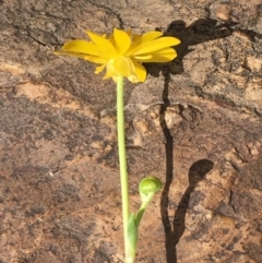 Ranunculus papulentus at Kowen, ACT - 13 Oct 2019