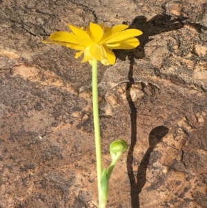 Ranunculus papulentus at Kowen, ACT - 13 Oct 2019