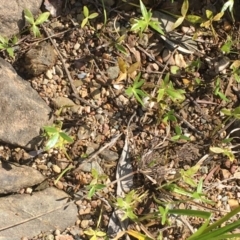 Ranunculus papulentus at Kowen, ACT - 13 Oct 2019