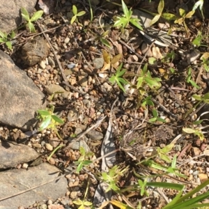 Ranunculus papulentus at Kowen, ACT - 13 Oct 2019