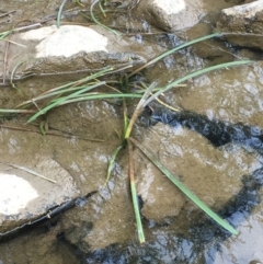 Cycnogeton sp. (Water Ribbons) at Molonglo Gorge - 13 Oct 2019 by JaneR