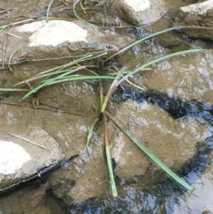 Cycnogeton sp. at The Ridgeway, NSW - 13 Oct 2019