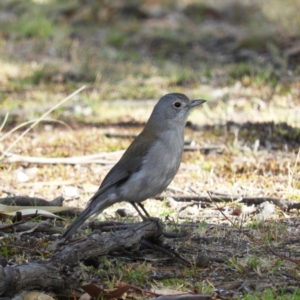 Colluricincla harmonica at Tennent, ACT - 6 Oct 2019