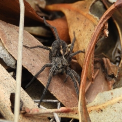 Venatrix sp. (genus) (Unidentified Venatrix wolf spider) at Tennent, ACT - 5 Oct 2019 by MatthewFrawley