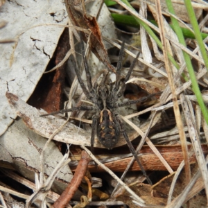 Venatrix sp. (genus) at Tennent, ACT - 6 Oct 2019 09:56 AM