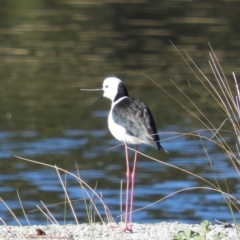 Himantopus leucocephalus (Pied Stilt) at Isabella Pond - 8 Oct 2019 by MatthewFrawley