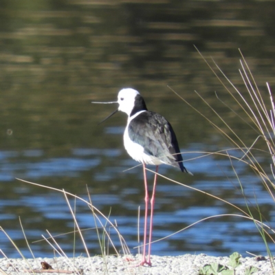 Himantopus leucocephalus (Pied Stilt) at Monash, ACT - 9 Oct 2019 by MatthewFrawley