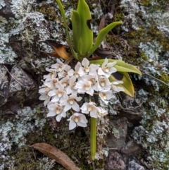 Sarcochilus falcatus (Orange Blossum Orchid) at Wyanbene, NSW by MattM