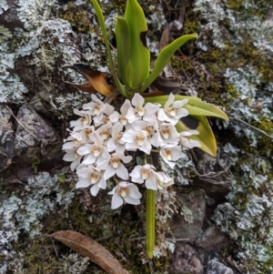 Sarcochilus falcatus at suppressed - suppressed