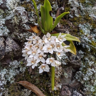Sarcochilus falcatus (Orange Blossum Orchid) at Wyanbene, NSW - 13 Oct 2019 by MattM