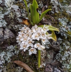 Sarcochilus falcatus (Orange Blossum Orchid) at Deua National Park (CNM area) - 13 Oct 2019 by MattM