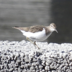 Actitis hypoleucos (Common Sandpiper) at Monash, ACT - 8 Oct 2019 by MatthewFrawley