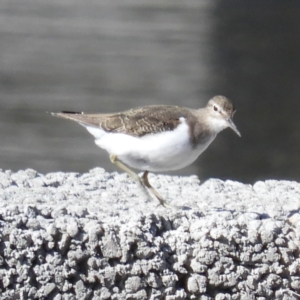 Actitis hypoleucos at Monash, ACT - 9 Oct 2019 09:35 AM