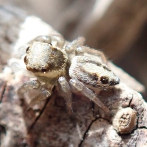 Salticidae (family) at Spence, ACT - 13 Oct 2019 11:40 AM