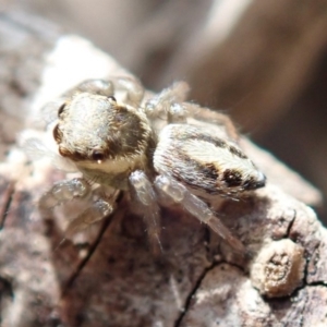 Salticidae (family) at Spence, ACT - 13 Oct 2019