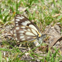 Belenois java (Caper White) at Tennent, ACT - 5 Oct 2019 by MatthewFrawley