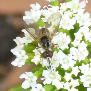 Geron sp. (genus) at Aranda, ACT - 31 Dec 2015