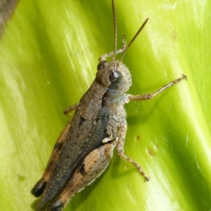 Phaulacridium vittatum at Aranda, ACT - 1 Jan 2016