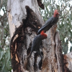 Callocephalon fimbriatum (Gang-gang Cockatoo) at GG95 - 10 Oct 2019 by LisaH