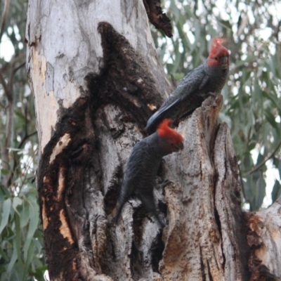 Callocephalon fimbriatum (Gang-gang Cockatoo) at Hughes Grassy Woodland - 10 Oct 2019 by LisaH