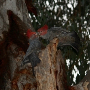 Callocephalon fimbriatum at Hughes, ACT - suppressed