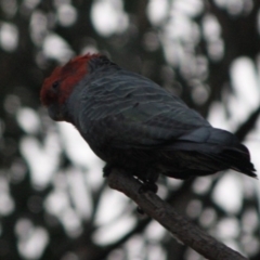 Callocephalon fimbriatum at Hughes, ACT - 10 Oct 2019