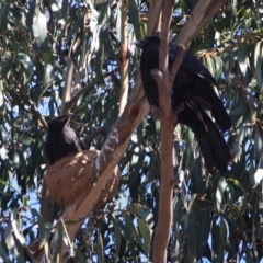 Corcorax melanorhamphos (White-winged Chough) at Hughes Grassy Woodland - 10 Oct 2019 by LisaH