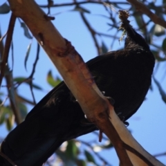 Corcorax melanorhamphos at Hughes, ACT - 10 Oct 2019