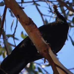 Corcorax melanorhamphos at Hughes, ACT - 10 Oct 2019