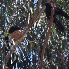 Corcorax melanorhamphos at Hughes, ACT - 10 Oct 2019