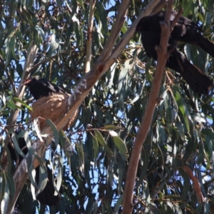 Corcorax melanorhamphos at Hughes, ACT - 10 Oct 2019