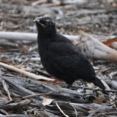 Corcorax melanorhamphos (White-winged Chough) at Hughes Grassy Woodland - 10 Oct 2019 by LisaH