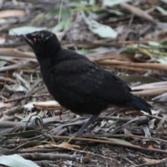 Corcorax melanorhamphos at Hughes, ACT - 10 Oct 2019 07:15 PM