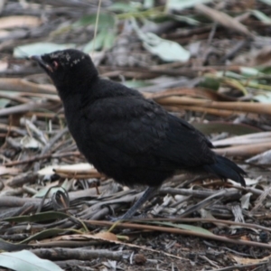 Corcorax melanorhamphos at Hughes, ACT - 10 Oct 2019 07:15 PM