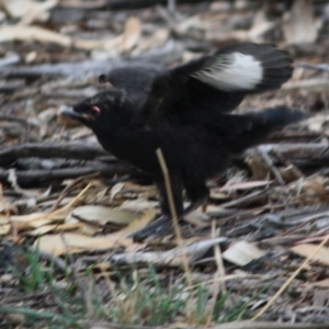 Corcorax melanorhamphos at Hughes, ACT - 10 Oct 2019 07:15 PM