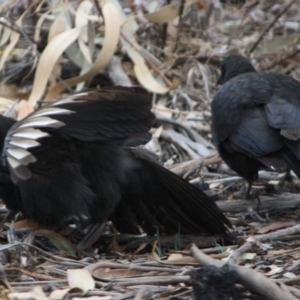 Corcorax melanorhamphos at Hughes, ACT - 10 Oct 2019 07:15 PM