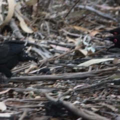 Corcorax melanorhamphos at Hughes, ACT - 10 Oct 2019 07:15 PM