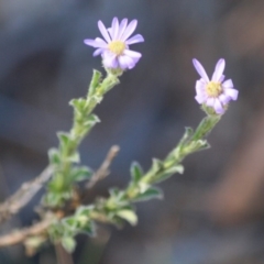 Vittadinia cuneata var. cuneata (Fuzzy New Holland Daisy) at Hughes Grassy Woodland - 10 Oct 2019 by LisaH